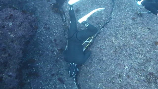 Diver catching an octopus spewing ink underwater