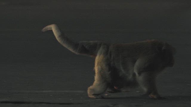 Monkey Walking on the Street at Night