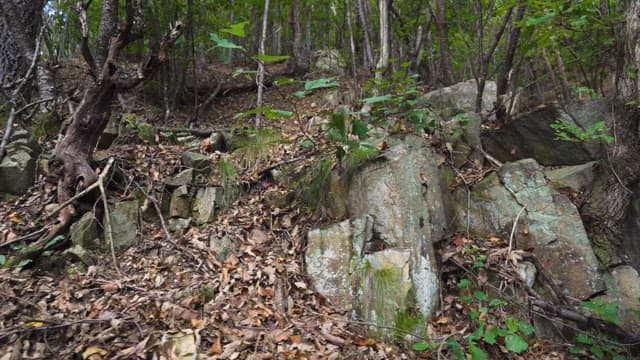 Rocky Terrain in a Dense Forest