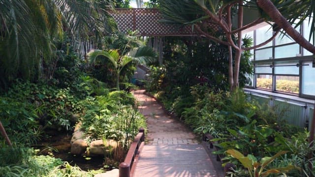 Pathway in a lush greenhouse garden