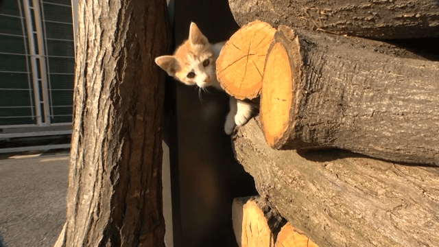 Kitten exploring between stacked logs at midday