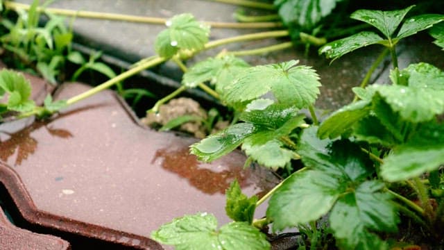 Fresh morning leaves with water droplets