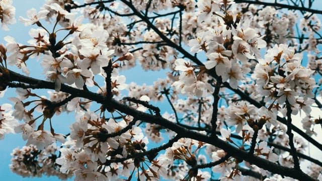 Cherry blossoms in full bloom on a sunny day