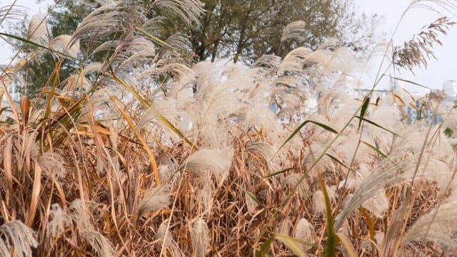Flame grass swaying in the breeze