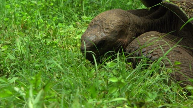 Tortoise Grazing Peacefully Amongst Greenery