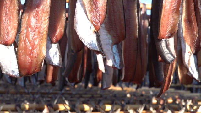 Fish drying under the sun