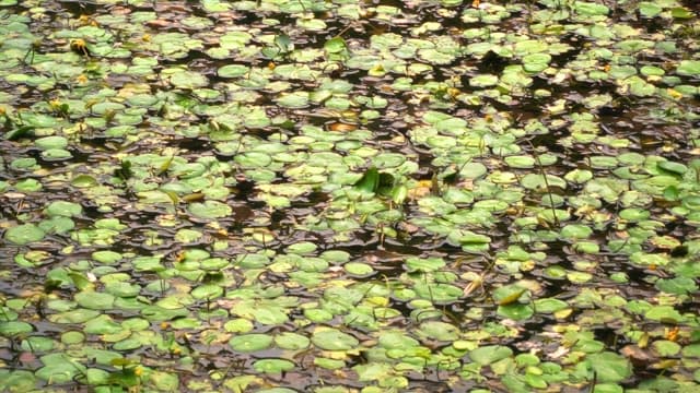 Lush green lily pads floating on water
