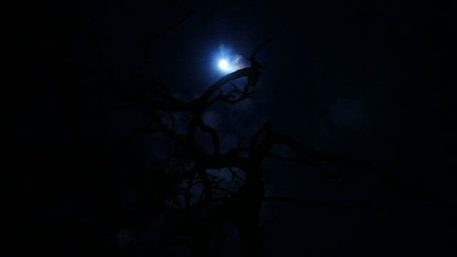 Silhouetted Tree Branches Against Night Sky