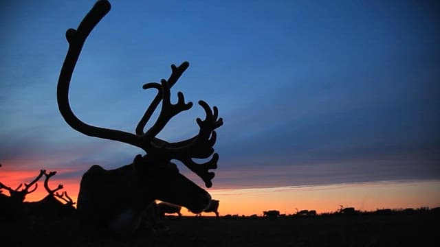 View Created by the Antlers of a Herd of Reindeer and Sunset