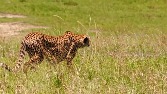 Cheetah stalking prey in grasslands