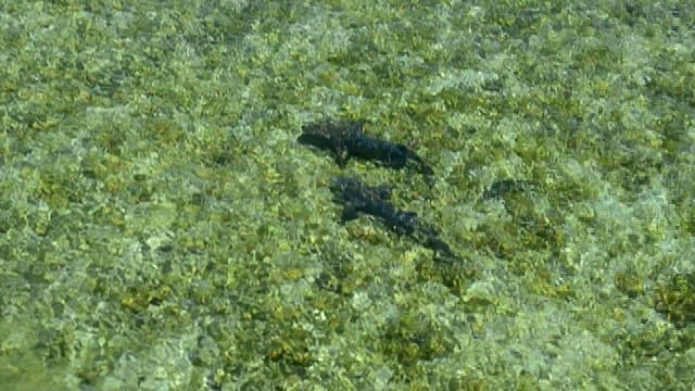 Underwater view of fish in clear waters
