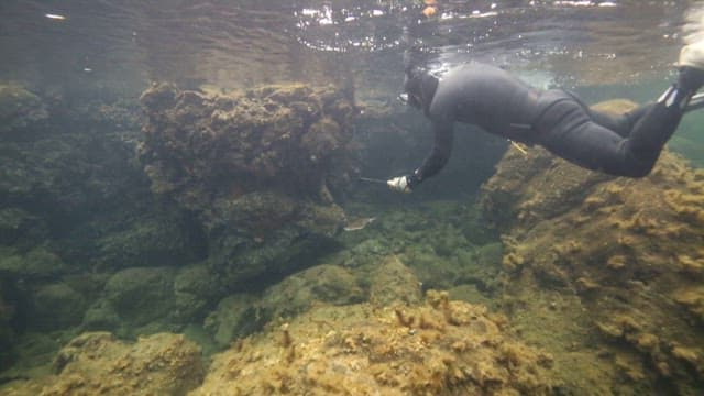 Diver catching squid with a net underwater