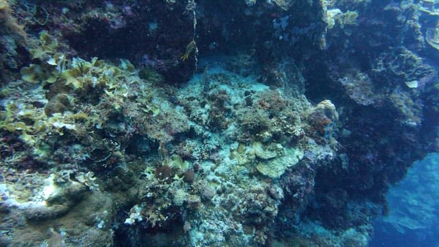 Yellow fish swimming near coral reefs