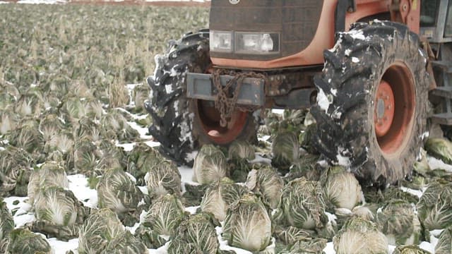Tractor moving through a snowy cabbage field
