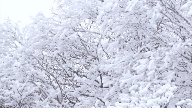 Snow-covered branches in a tranquil forest