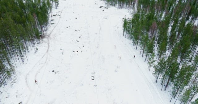 Snow-covered forest with trees