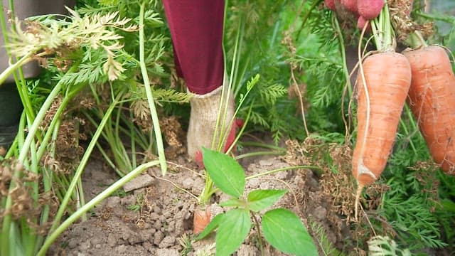 Harvesting Fresh Carrots from the Garden Bed