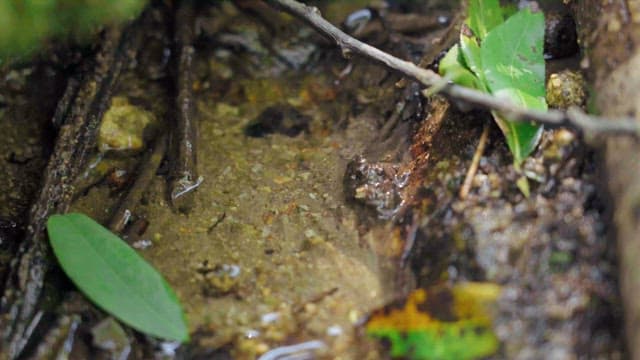 Clear small stream flowing through the forest