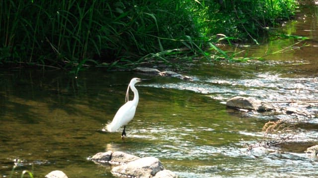 White egret standing in a flowing stream surrounded by lush greenery