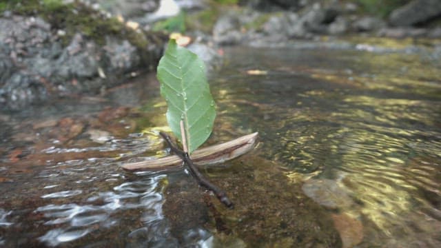Small leaf boat floating on a stream