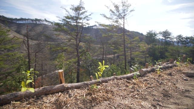 Young saplings growing in a desolate forest area