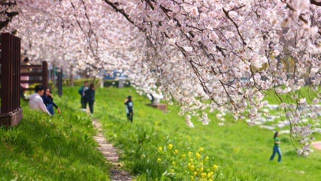 Cherry blossoms in full bloom along a path