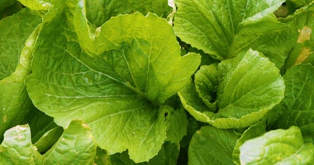 Freshly Growing Lettuce