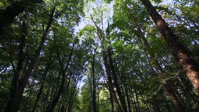 Serene Walkway Through a Sunlit Forest