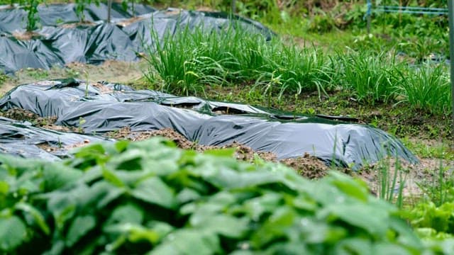 Plastic-covered garden with green vegetables growing on a rainy day