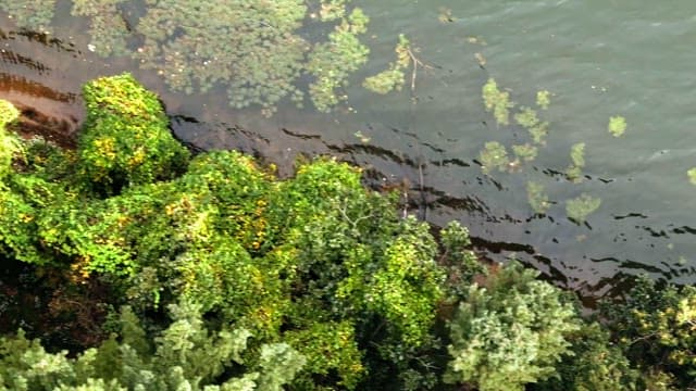 Lush green forest by a calm lake