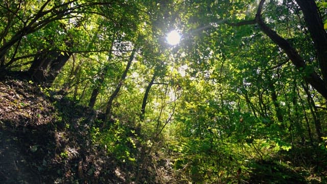Sunlight shining through the lush green forest trees