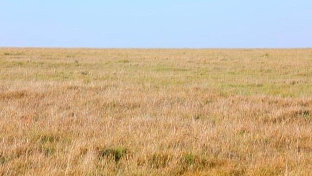 Hyena wandering through the grassland