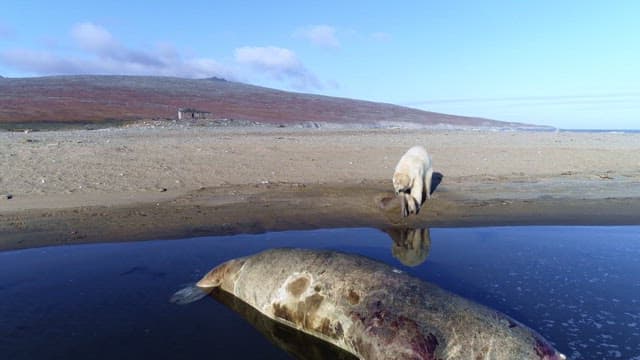 Polar Bear Feeding on Seal by Waterside