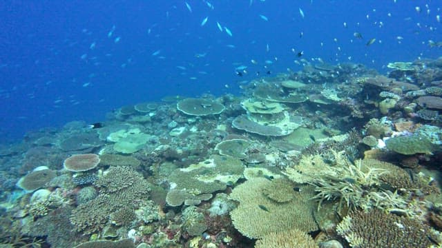 Vibrant coral reef teeming with fish
