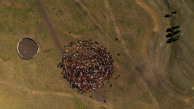 Livestock Herd in a Spiral Formation