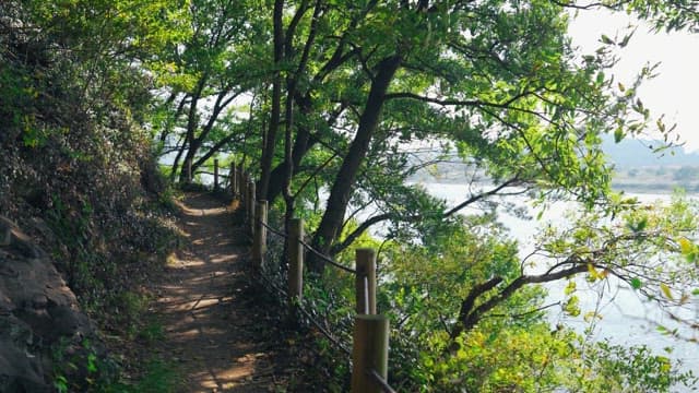 Quiet forest path by the river with sunlight shining through