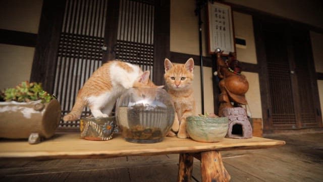 Cats resting on a traditional Korean porch