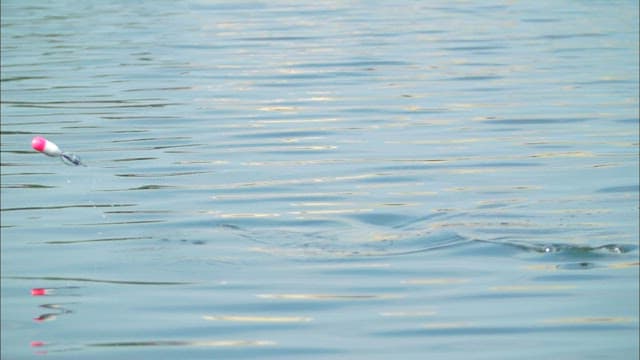 Fish jumping out of the water