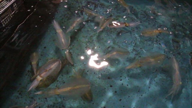 Squid swimming in a fish farm