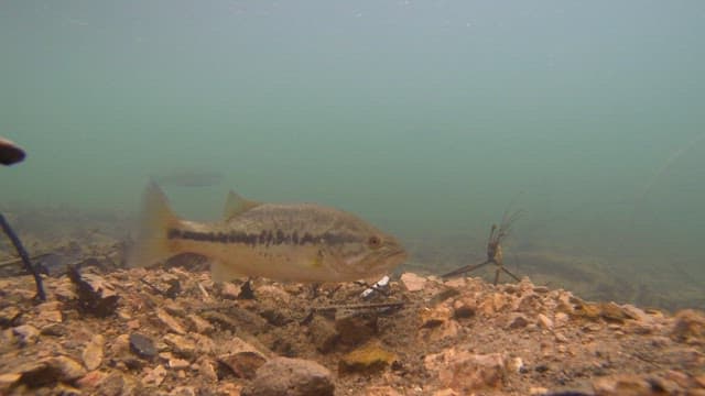 Fish swimming near the rocky bottom