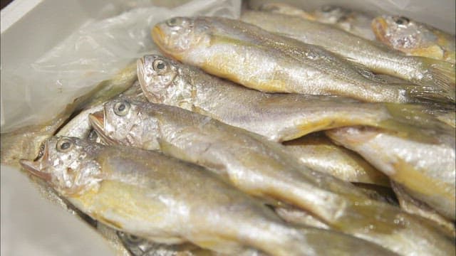 Box full of fresh yellow croaker