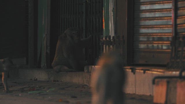 Monkeys Walking on the Street at Evening