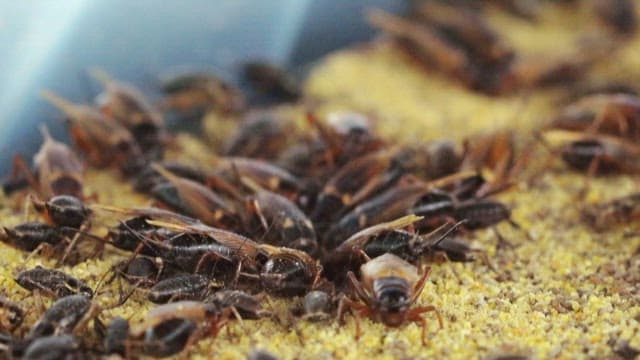 Crickets gathered on sawdust in the enclosure