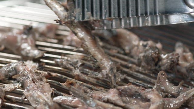 Grilling anchovies on a grill using tongs