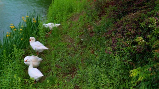 Ducks by the lake perched on green grass near yellow flowers