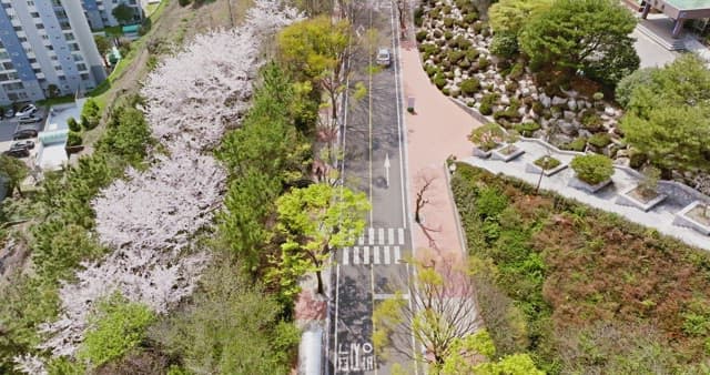 Cherry blossoms lining a city street
