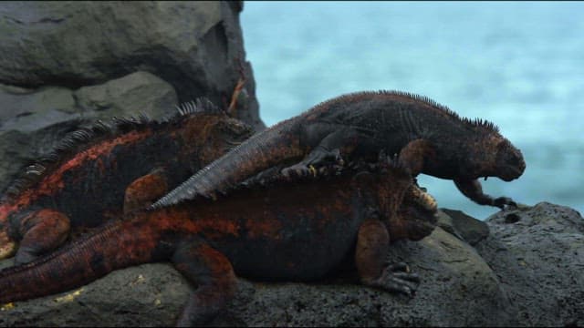 Marine iguanas resting on rocky shore