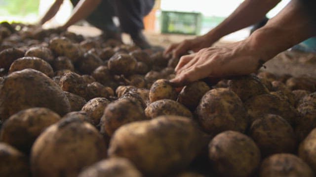 Sorting potatoes at a rustic farm