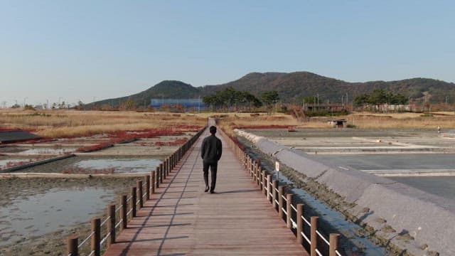 Person walking along a wooden boardwalk in a wetland park in the afternoon