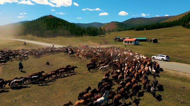 Herd Forming a Group Following the Lead of Herder